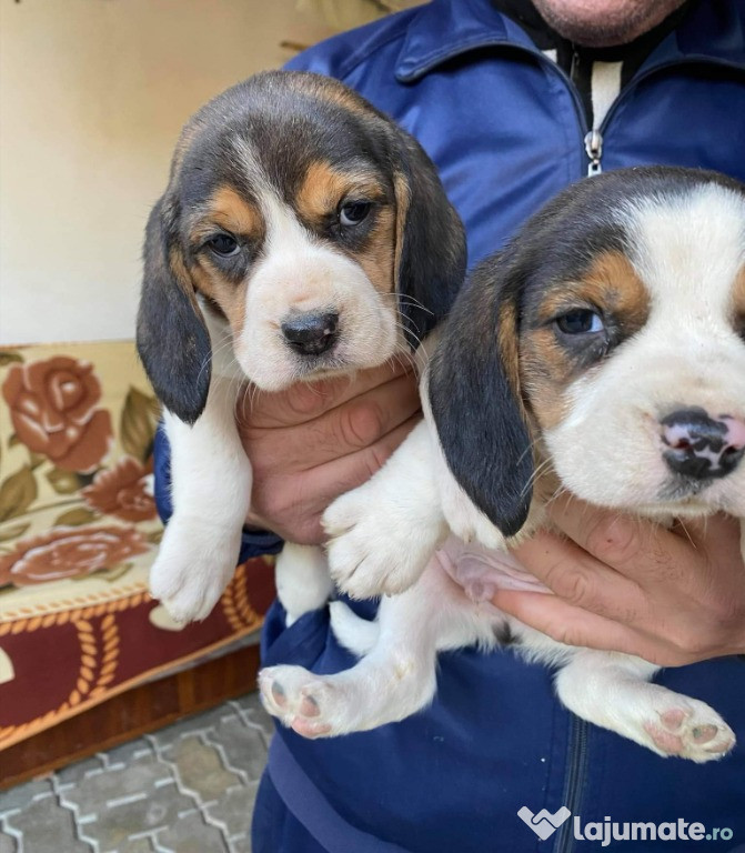 Puiuți Beagle tricolori