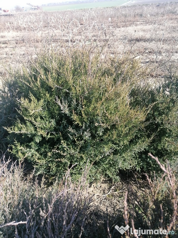 Ienupar (Juniperus communis)