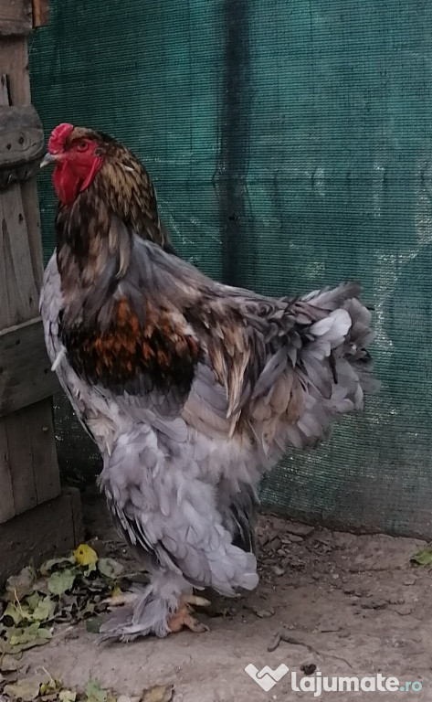2 găini si 1 cocoș Brahma