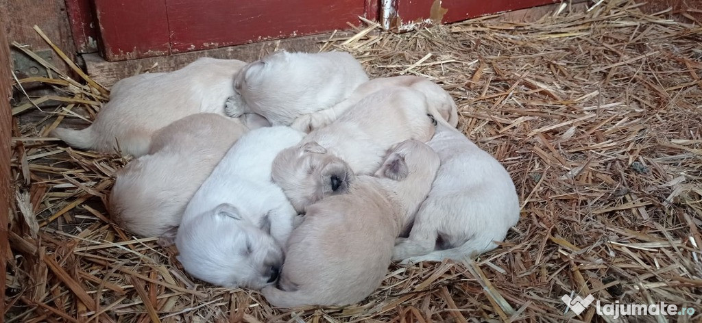 PUI GOLDEN RETRIEVER