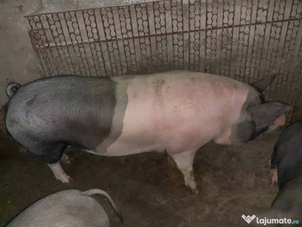 Porc 200 kg