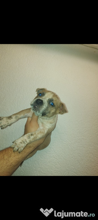 Amstaff
