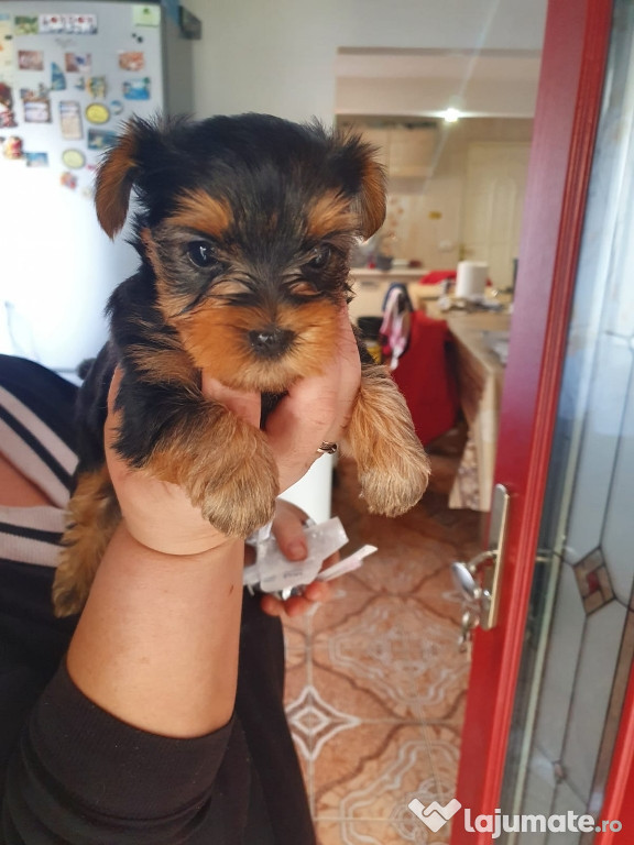 Yorkshire Terrier