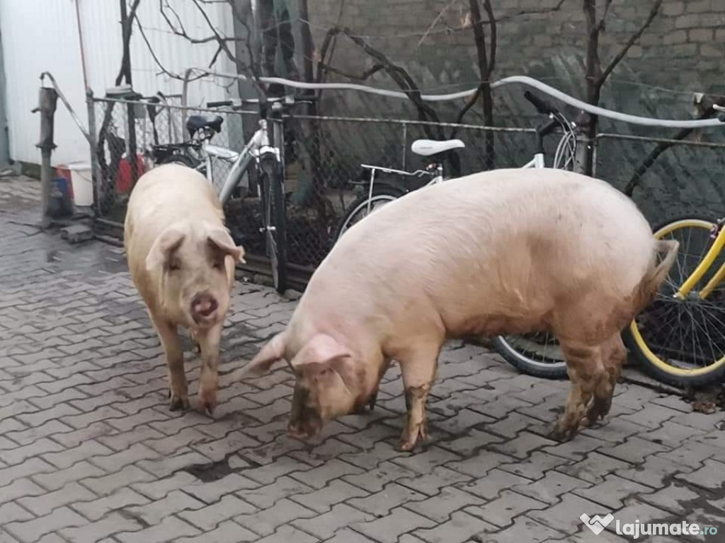 Porci