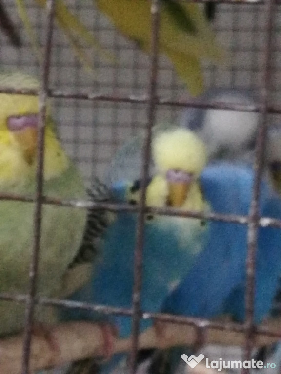 Papagali, canari