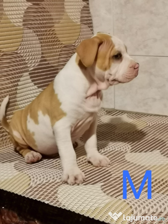 Pui American Bully XL