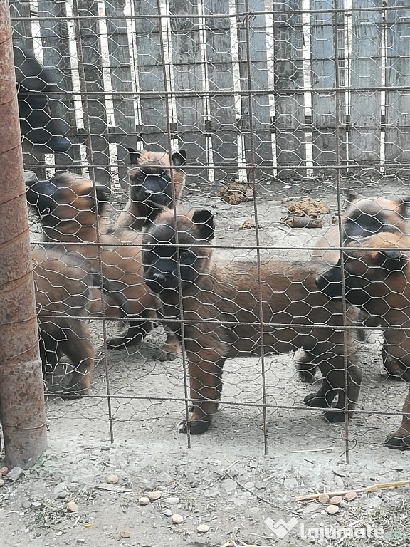 Ciobănesc Belgian Malinois