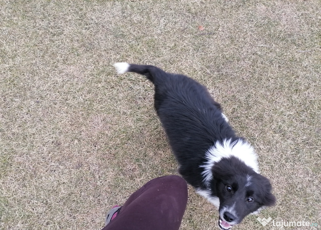 Câine Border Collie