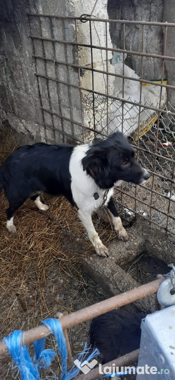 Cățea Border Collie