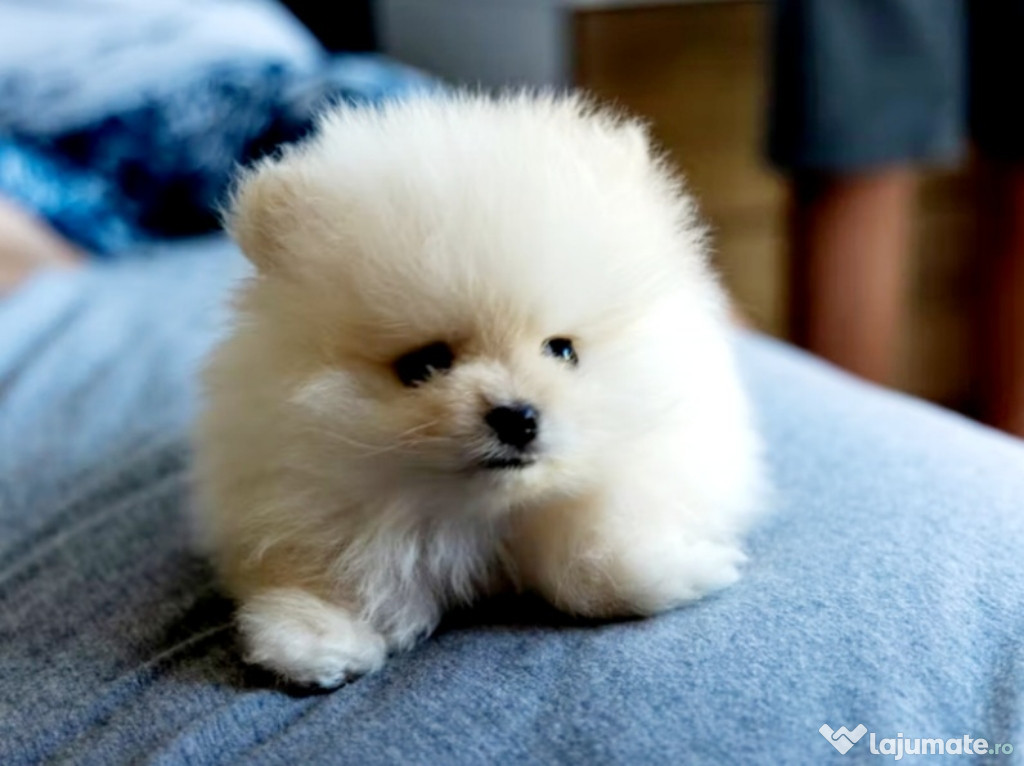 Pomeranian Bo