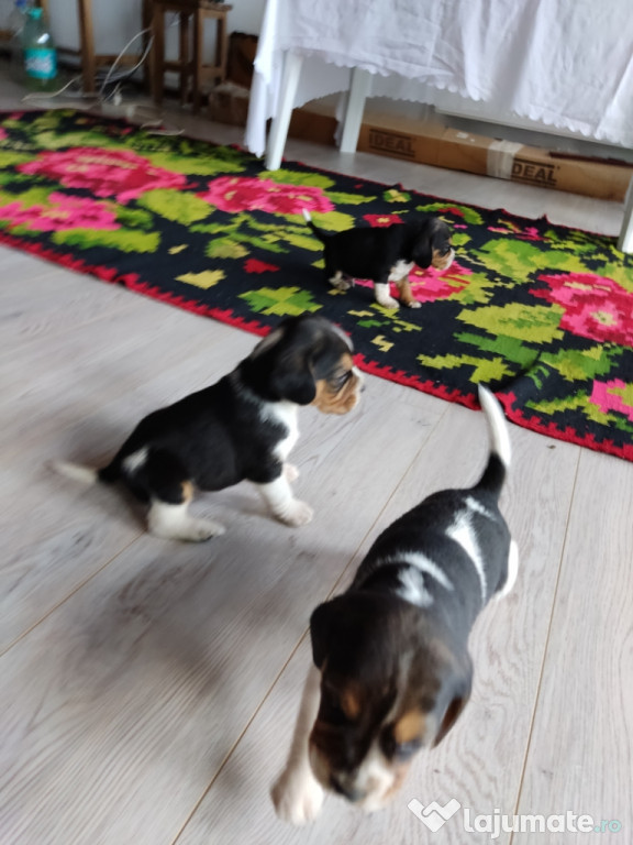 Beagle tricolor