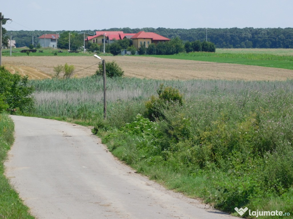 Dumbrava minunata loturi de casa frumusani- padure 500mp