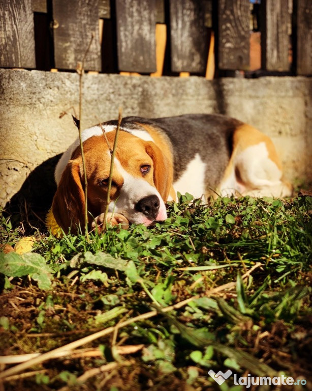 Caine de rasa beagle