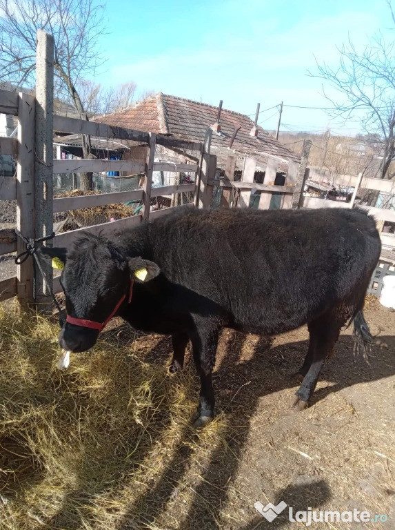 Vitica Angus-Metis 1 an