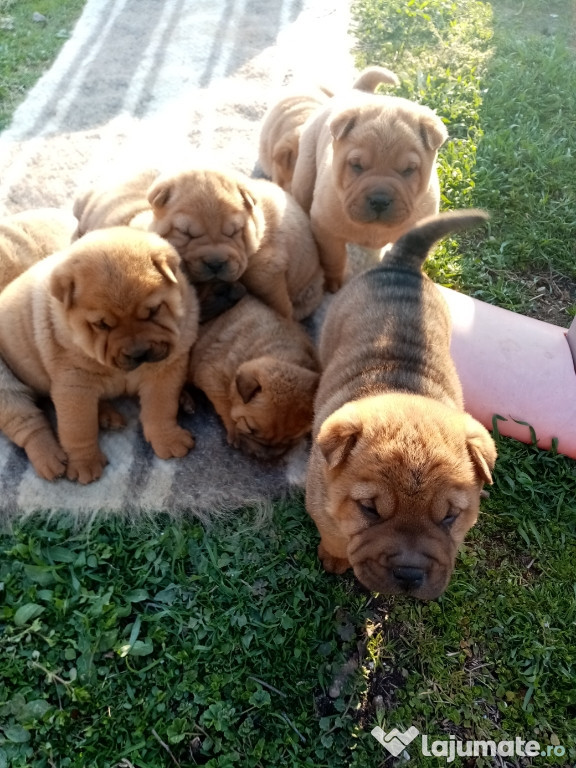 Căței shar pei