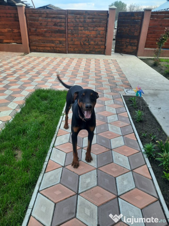 Catei Doberman