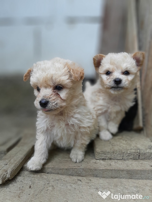 Cățeluși bichon pregătiți sa meargă la o nouă casa!
