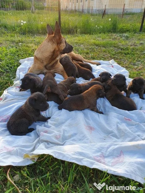 Belgian malinois ciobanesc belgian