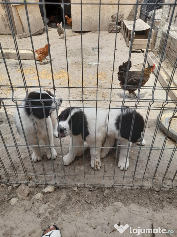 Ciobănești mioritici