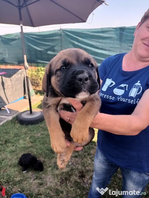 Pui cane corso