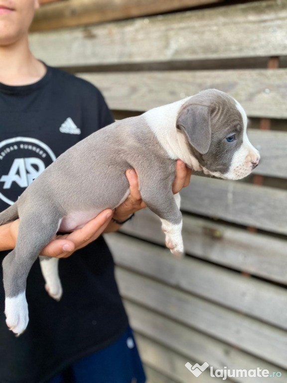 Puiuți Amstaff drăgălași și jucăuși