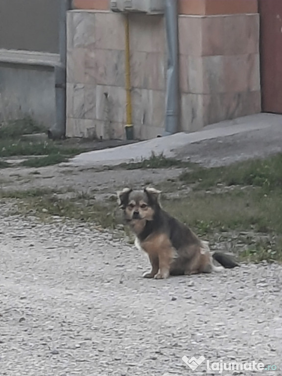 Câine j de mărime XXL