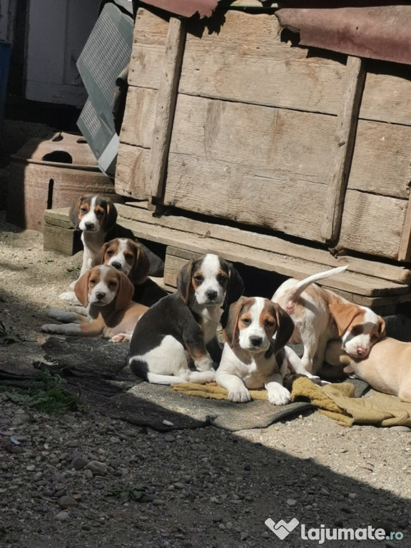 Pui Beagle