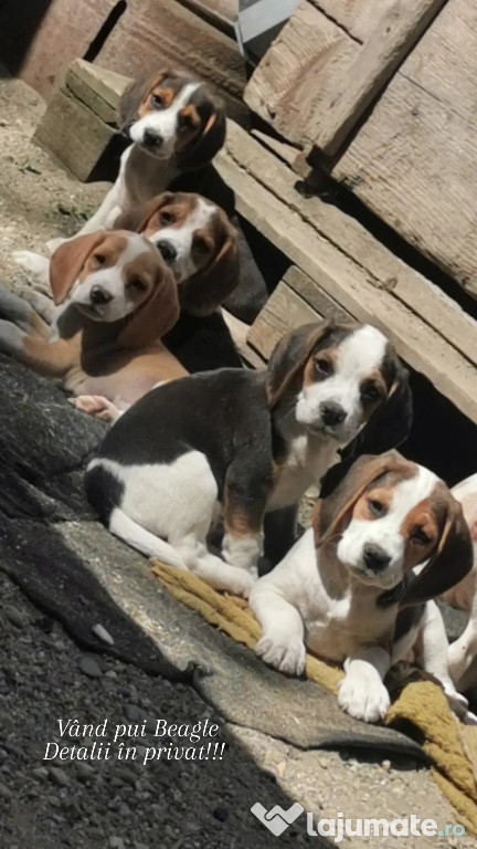 Pui Beagle