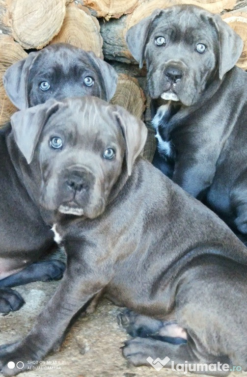 Cane corso puppy cu Pedigree, microcip, Carte dresaj