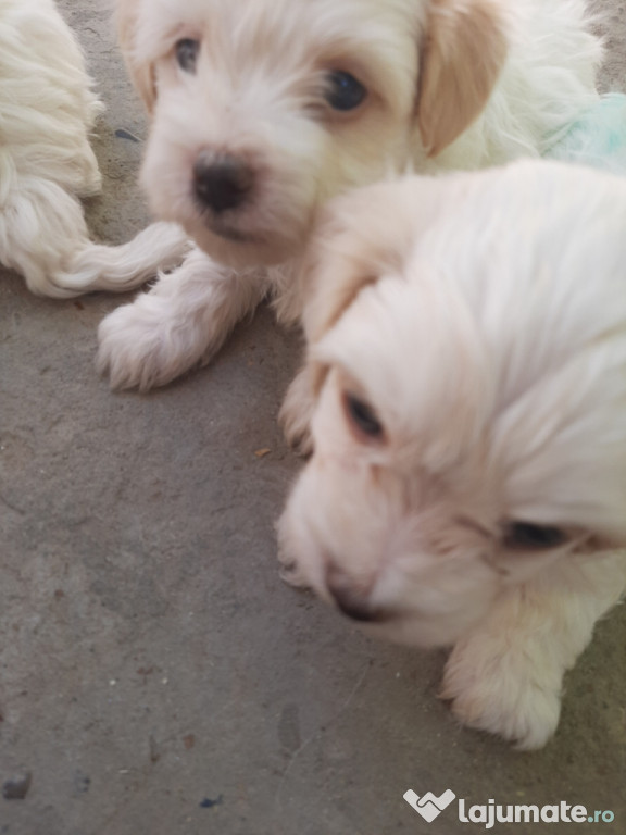 Bichon maltez