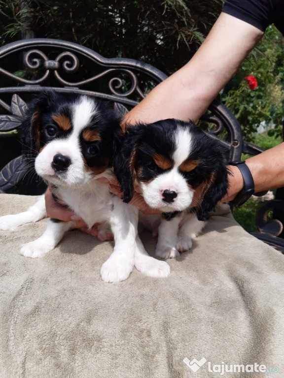 Cavalier king charles catelusi