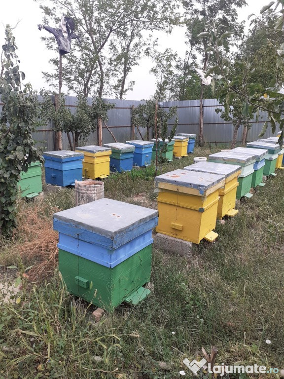 Anunț 20 stupi cu albine productive