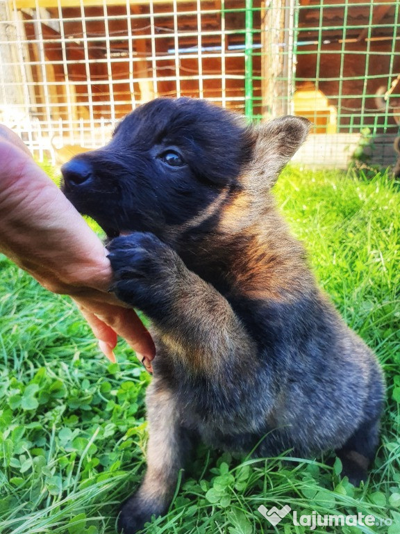 Ciobanesc belgian malinois