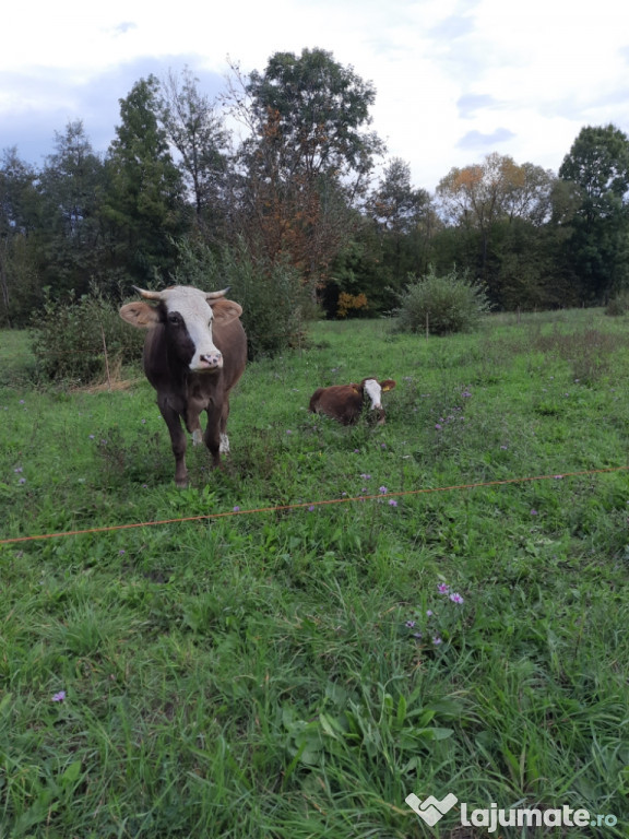 Vaca tanara , blanda și bună de lapte