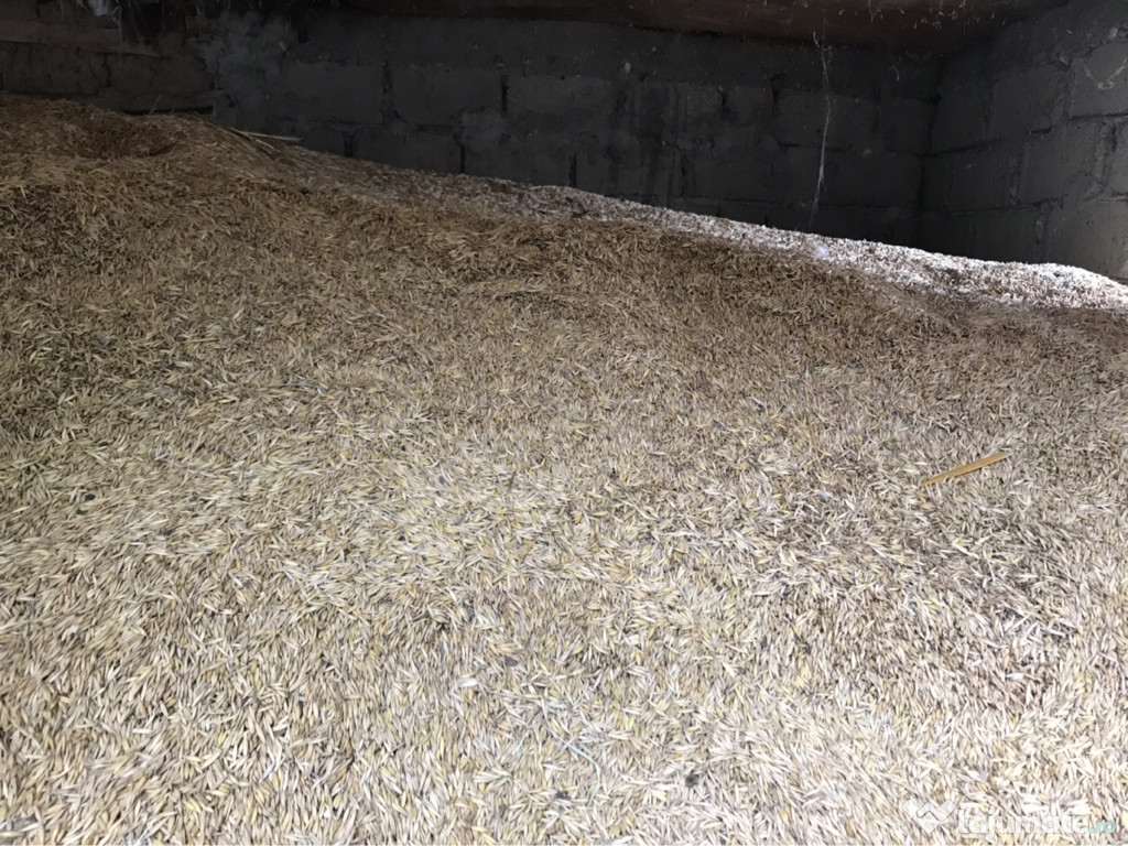 Ovăz producție proprie an 2022