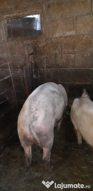Porc 110 kg