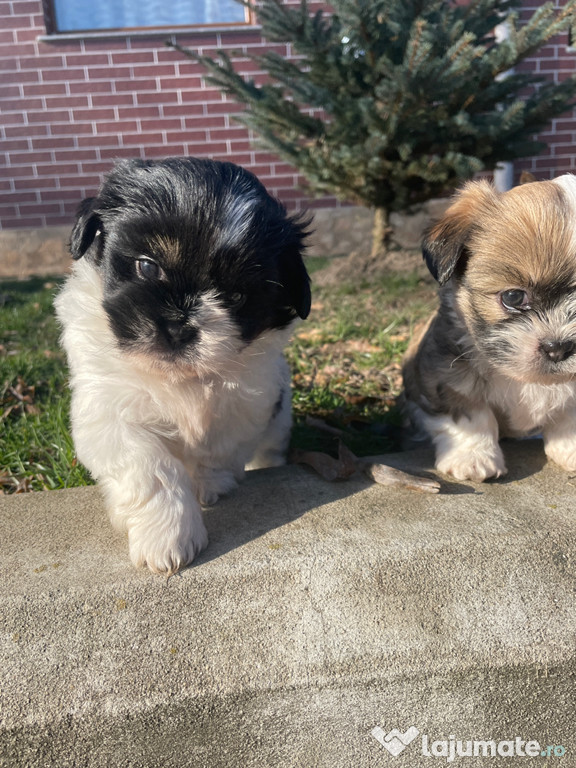 Căței Shih Tzu de vânzare