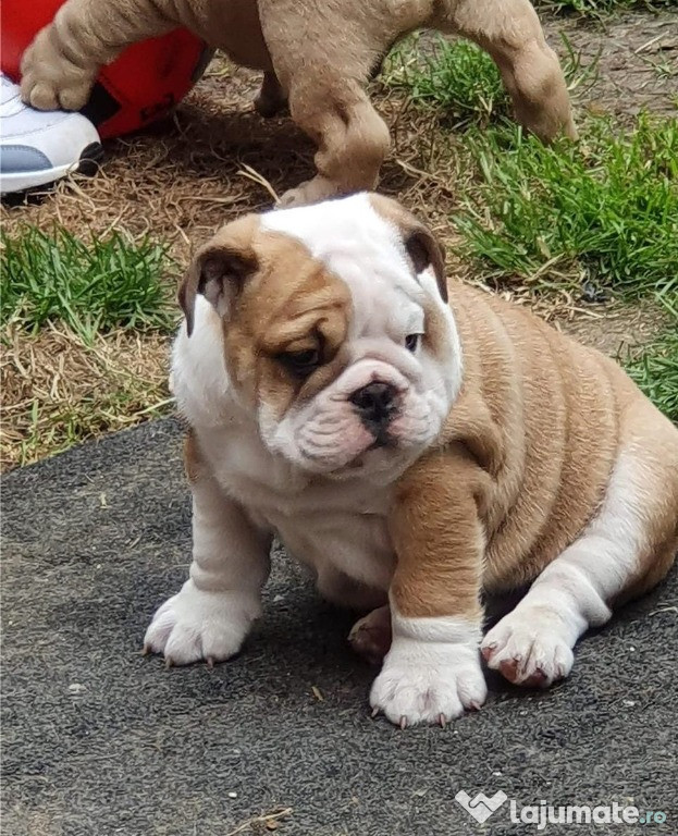 Bulldog Englez la 2 luni, genetic de top, maro cu alb