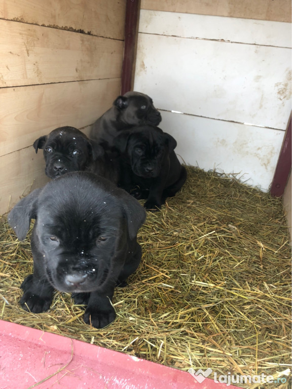 Pui Cane Corso 7 săptămâni