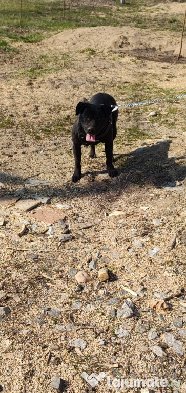 Donez cățelușa Amstaff