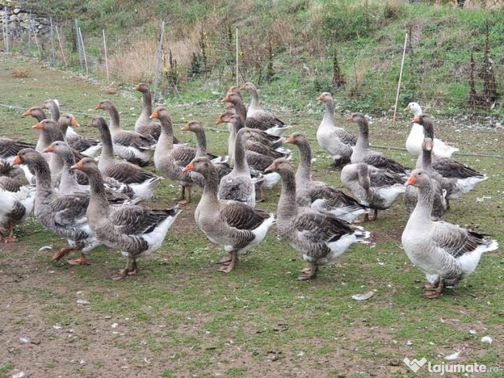 Ouă Gâscă Toulouse - Gâști de 9 kg - nu expediem in tara