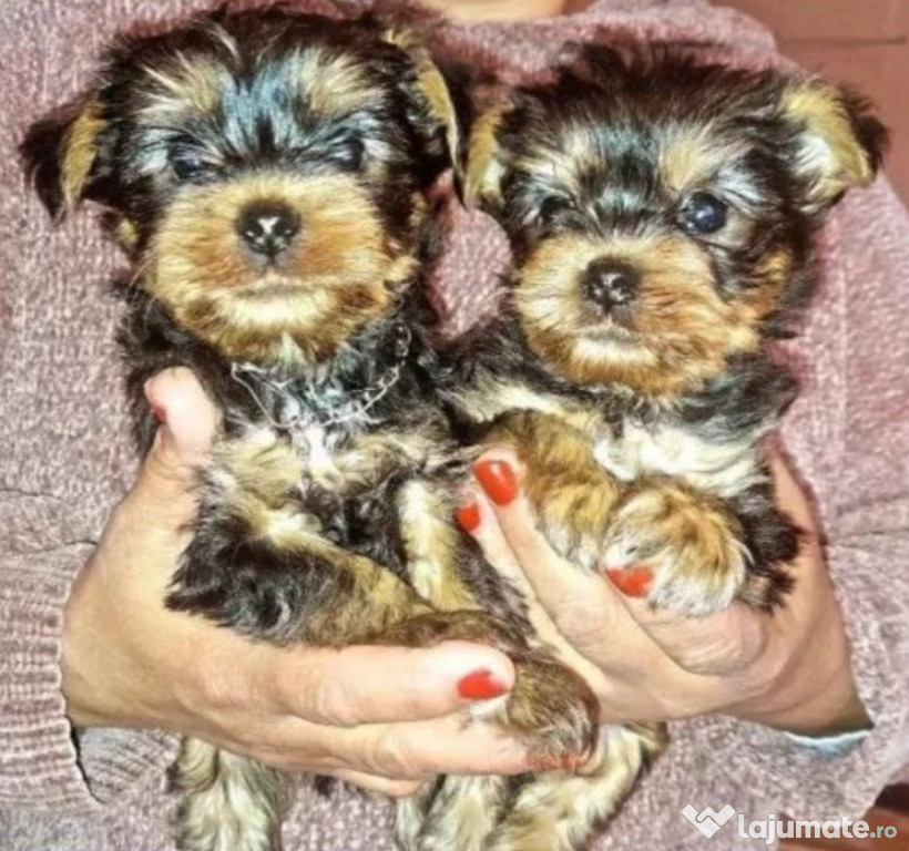 Căței Yorkshire terrier