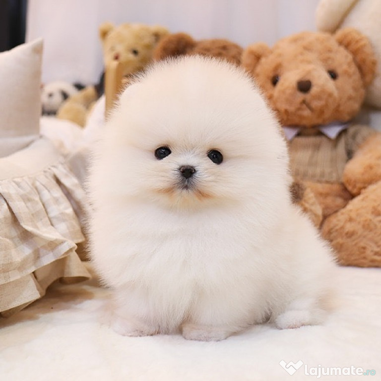 Frumos cățeluș Pomeranian disponibil pentru adopție.