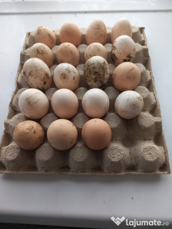 Vând oua de rata românești și de găină!