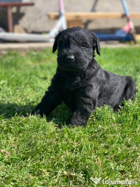 Schnauzer Urias