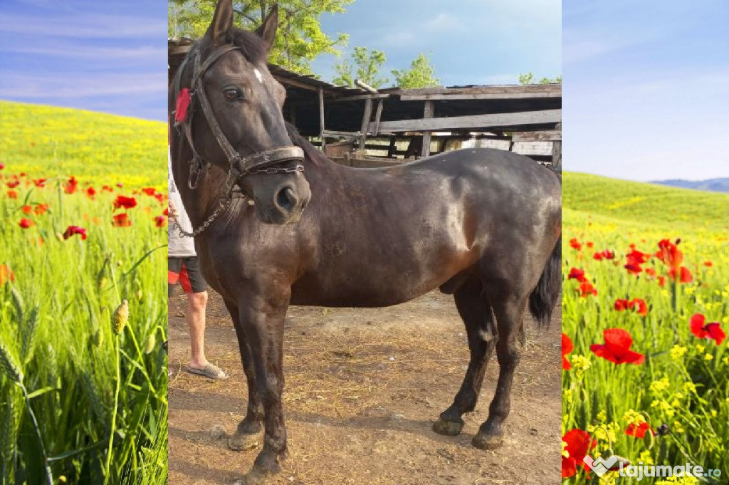 Cal 8 ani cal de putere castrat