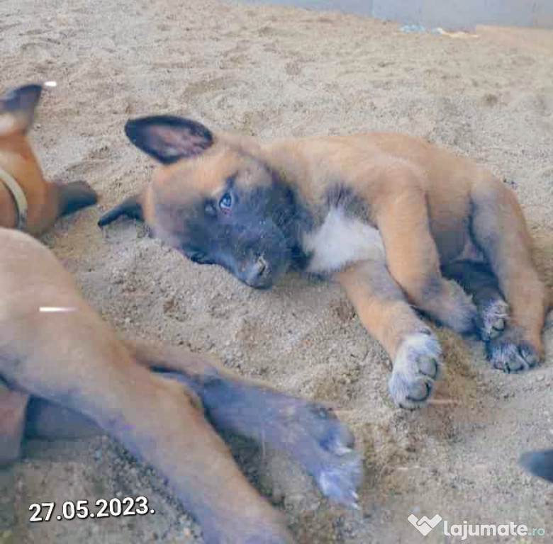 Vând pui Ciobănesc Belgian Malinois