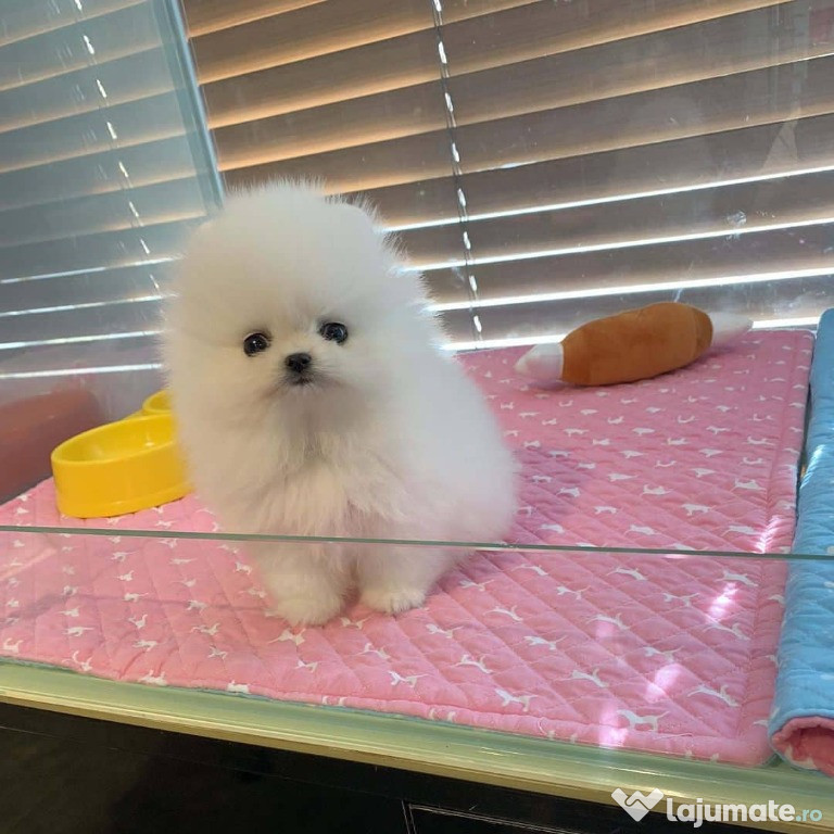 Căței Pomeranian