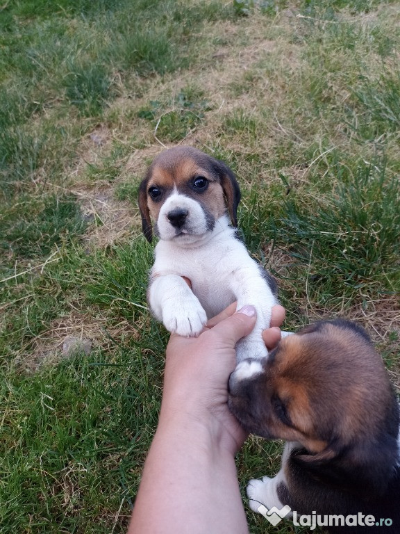 Beagle tricolor