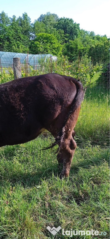 Juninca (vaca) Aberdeen Angus